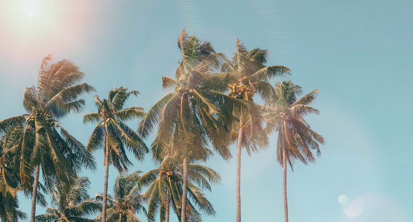 Coconut trees with young green coconuts for best coconut water