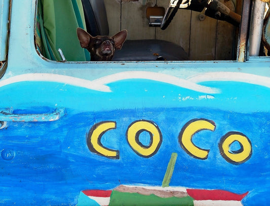 Coco drink truck young green coconut painted on door and chihuahua dog